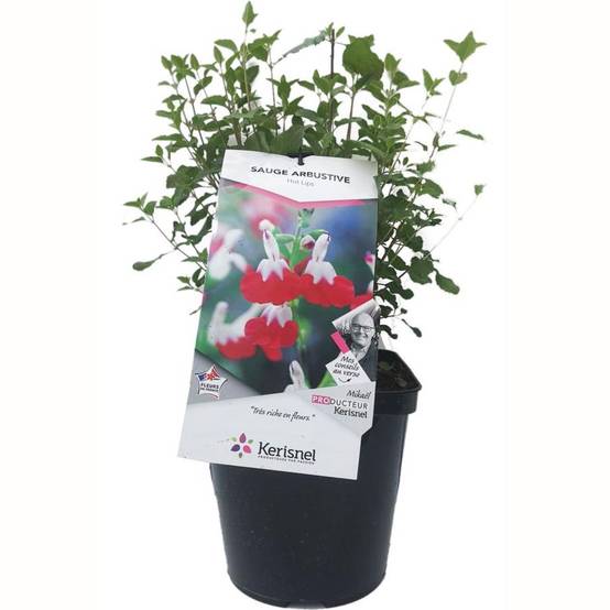 Salvia microphylla 'Hot Lips' - ECLOZ - Sauge arbustive - Image 1