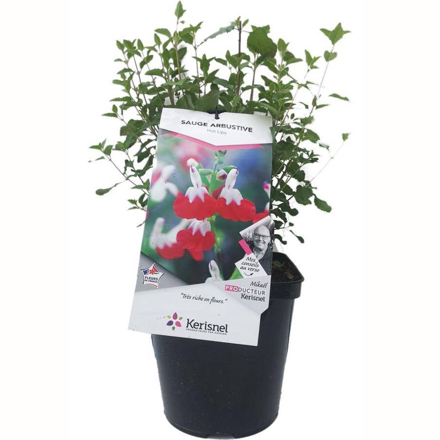 Salvia microphylla 'Hot Lips' - ECLOZ - Sauge arbustive