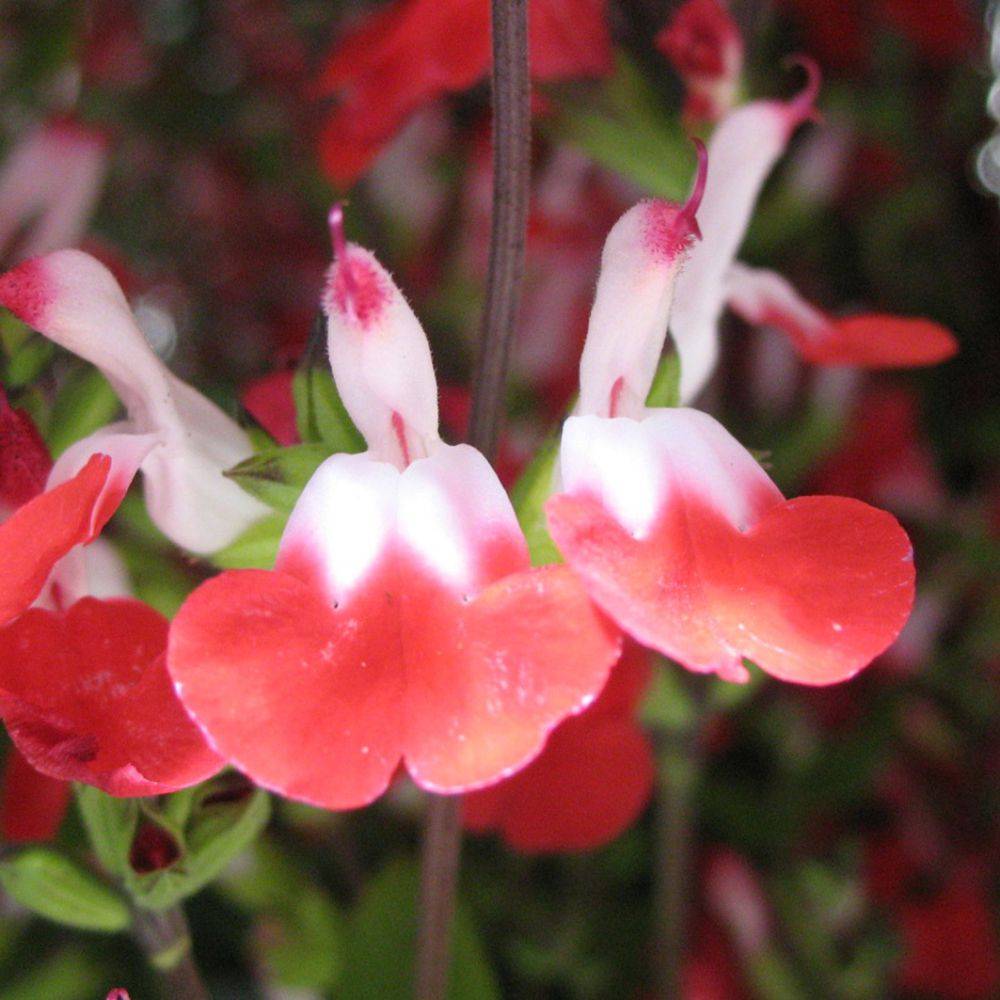 Salvia microphylla 'Hot Lips' - ECLOZ - Sauge arbustive - Image 3
