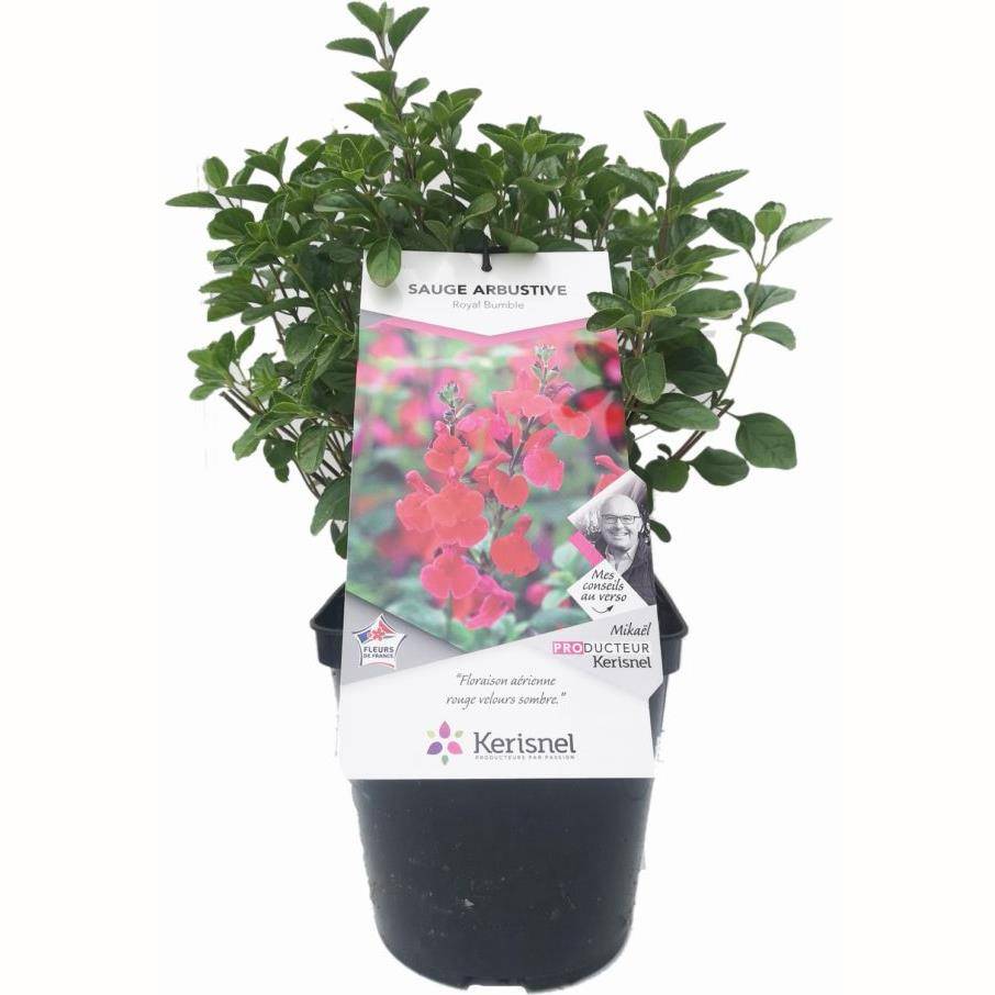 SALVIA microphylla 'Royal Bumble' en pot de 4 litres rond carré - Image 3