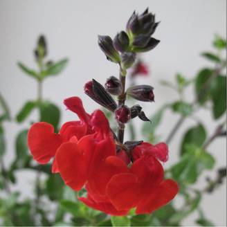 SALVIA microphylla 'Royal Bumble' en pot de 4 litres rond carré