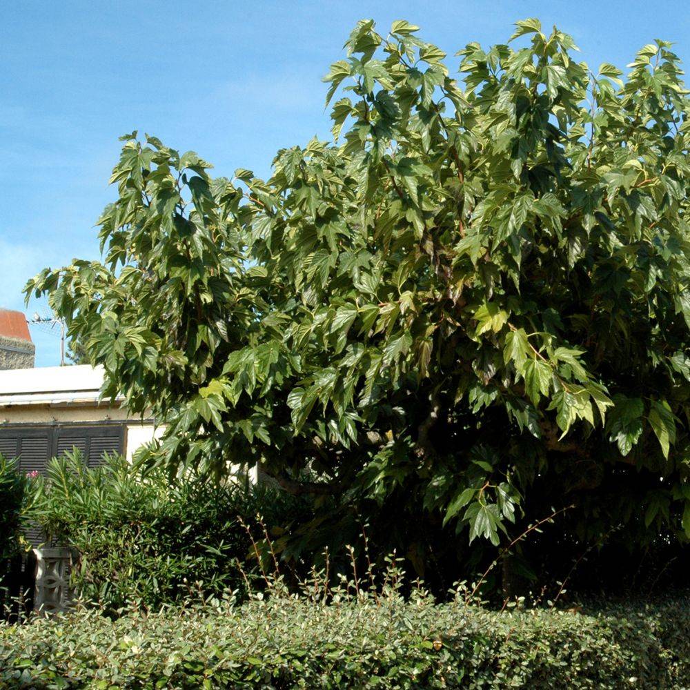 Mûrier platane stérile 'Fruitless' - Image 4