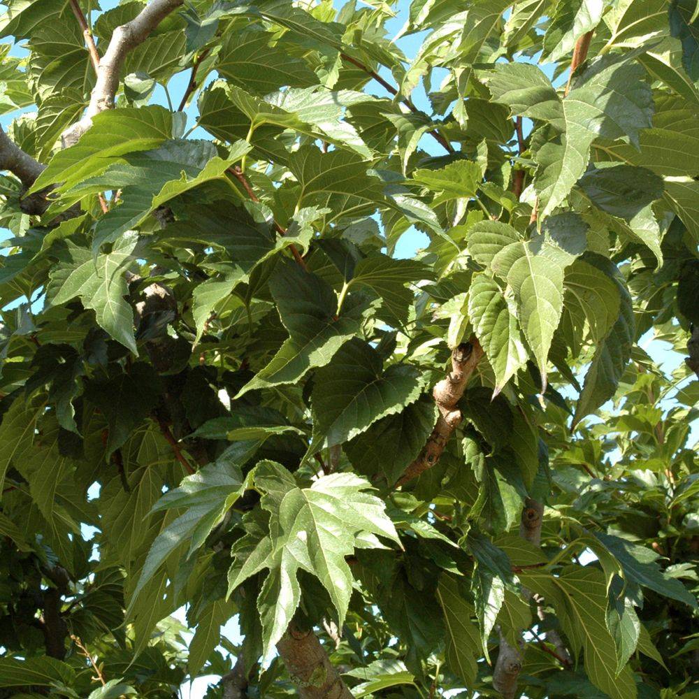 Mûrier platane stérile 'Fruitless' - Image 5