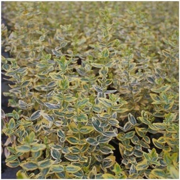 Fusain fortunei 'Emerald and Gold' - Image 1