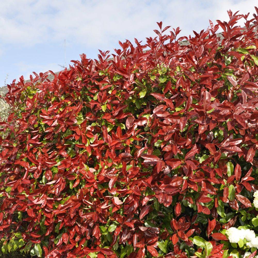 Photinia Red Robin - Image 5