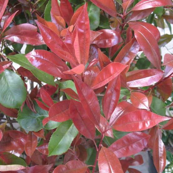 Photinia Red Robin - Image 6
