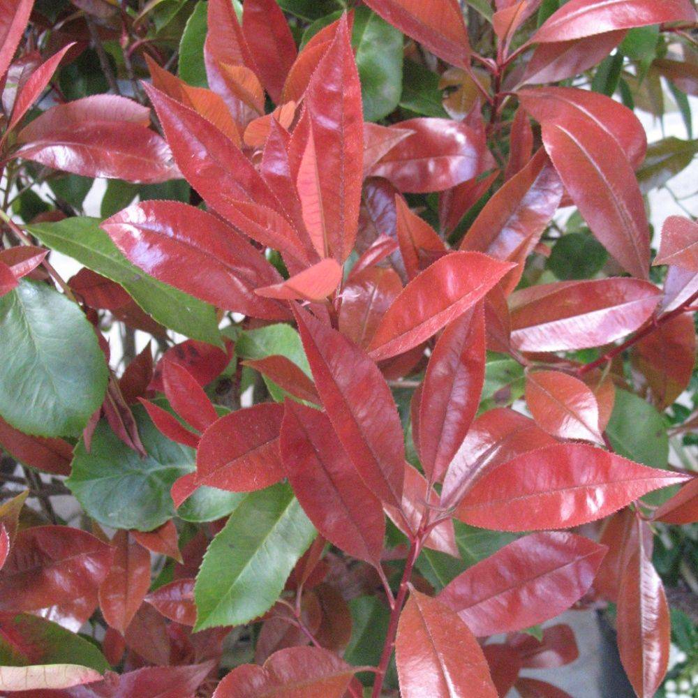 Photinia Red Robin - Image 6
