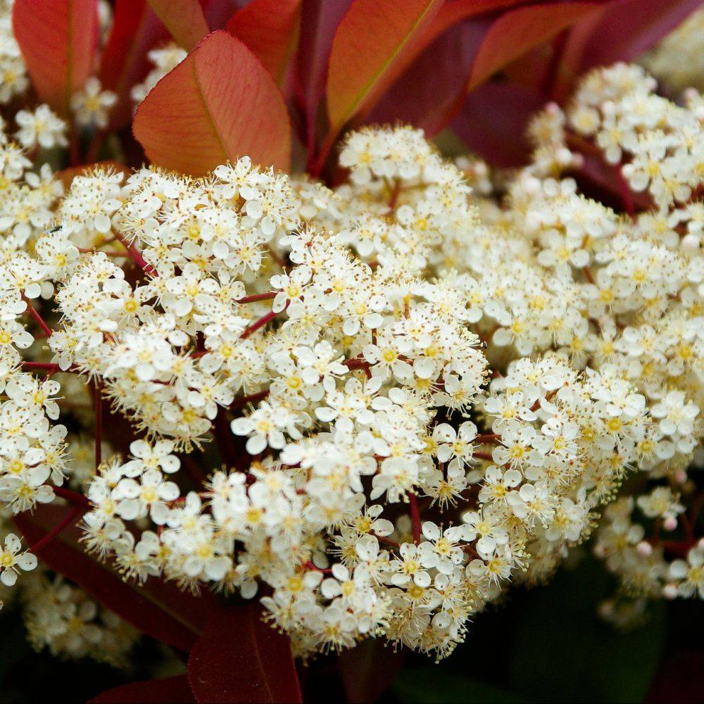 Photinia Red Robin - Image 4