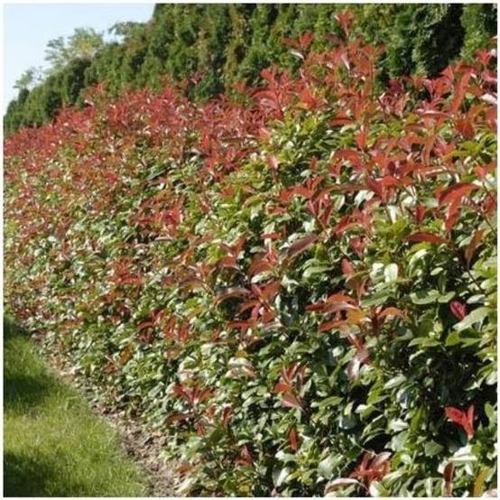 Photinia Red Robin - Image 3