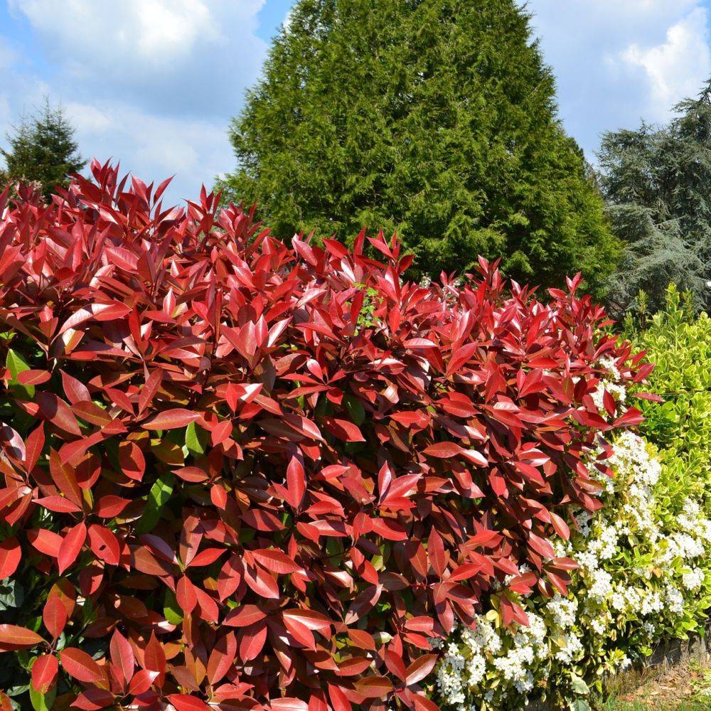Photinia Red Robin - Image 1