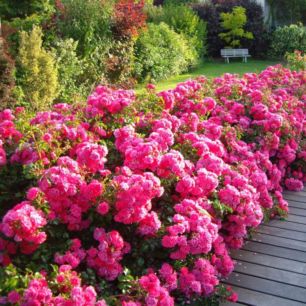 Rosier Décorosier® EMERA® - Image 8