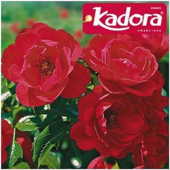 Rosier Décorosier® KADORA® - Image 1