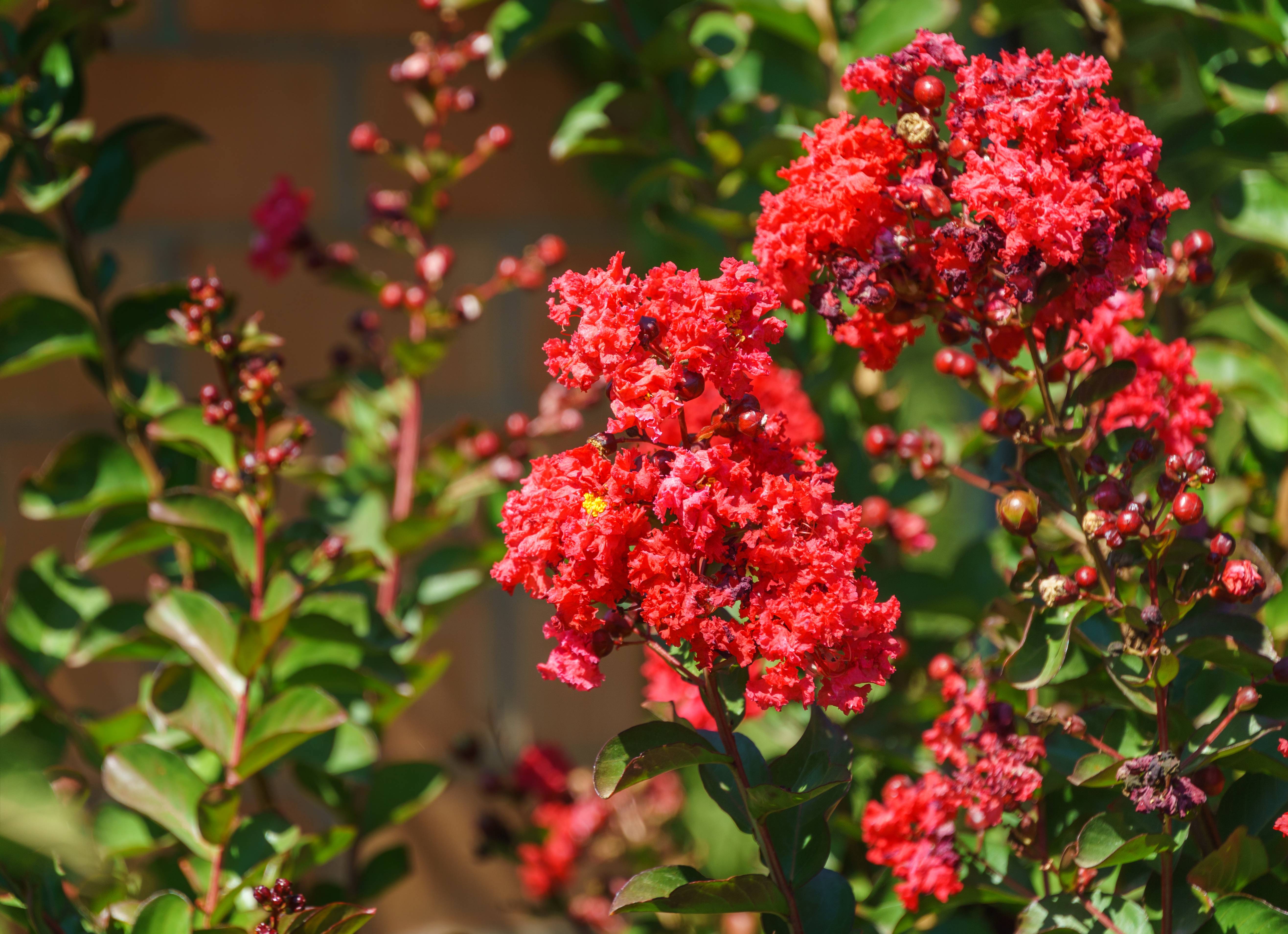 Lagerstroemia indica 'Dynamite'