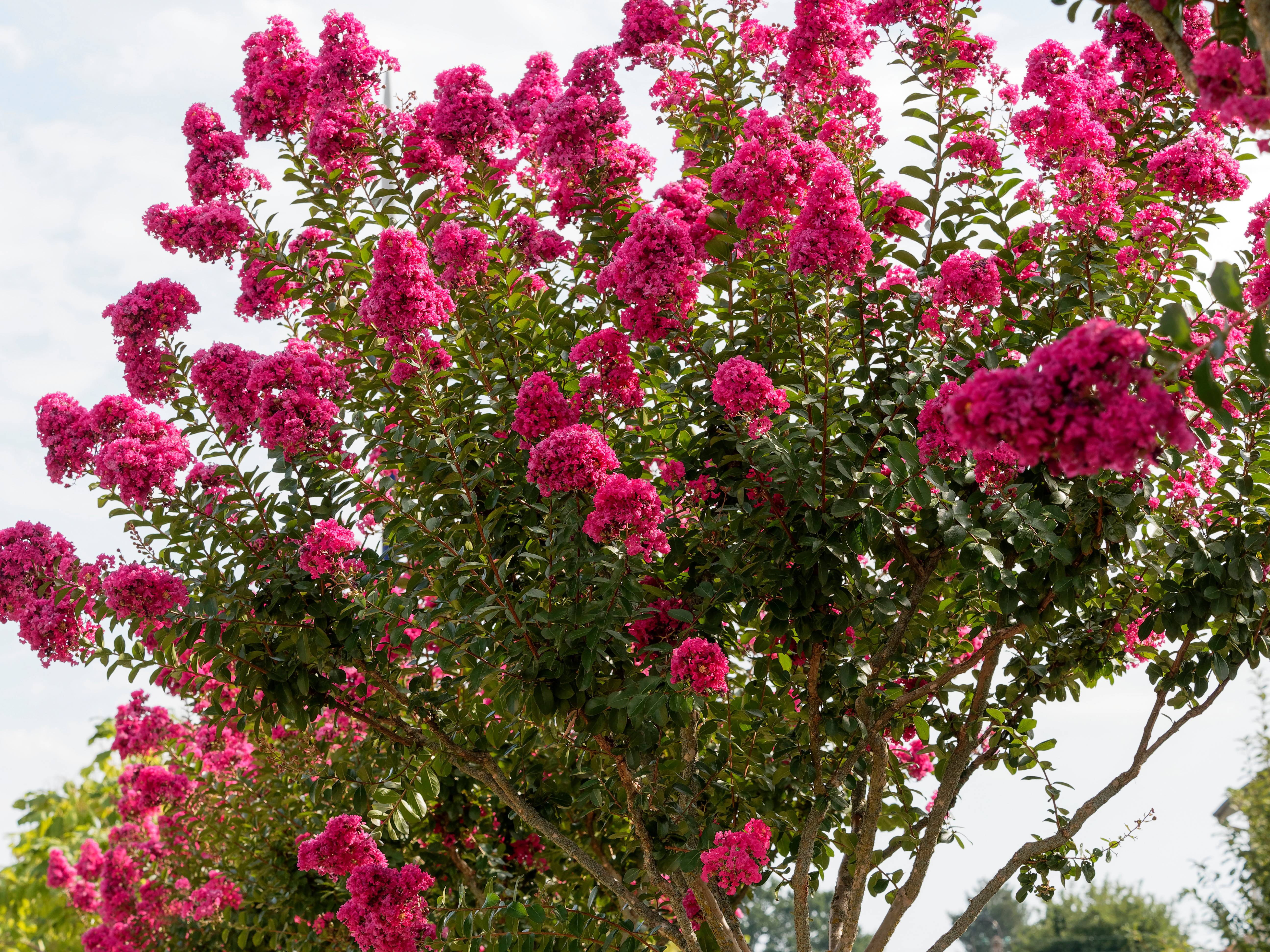 Lagerstroemia indica Indya Charms 'Fuchsia d'Ete'