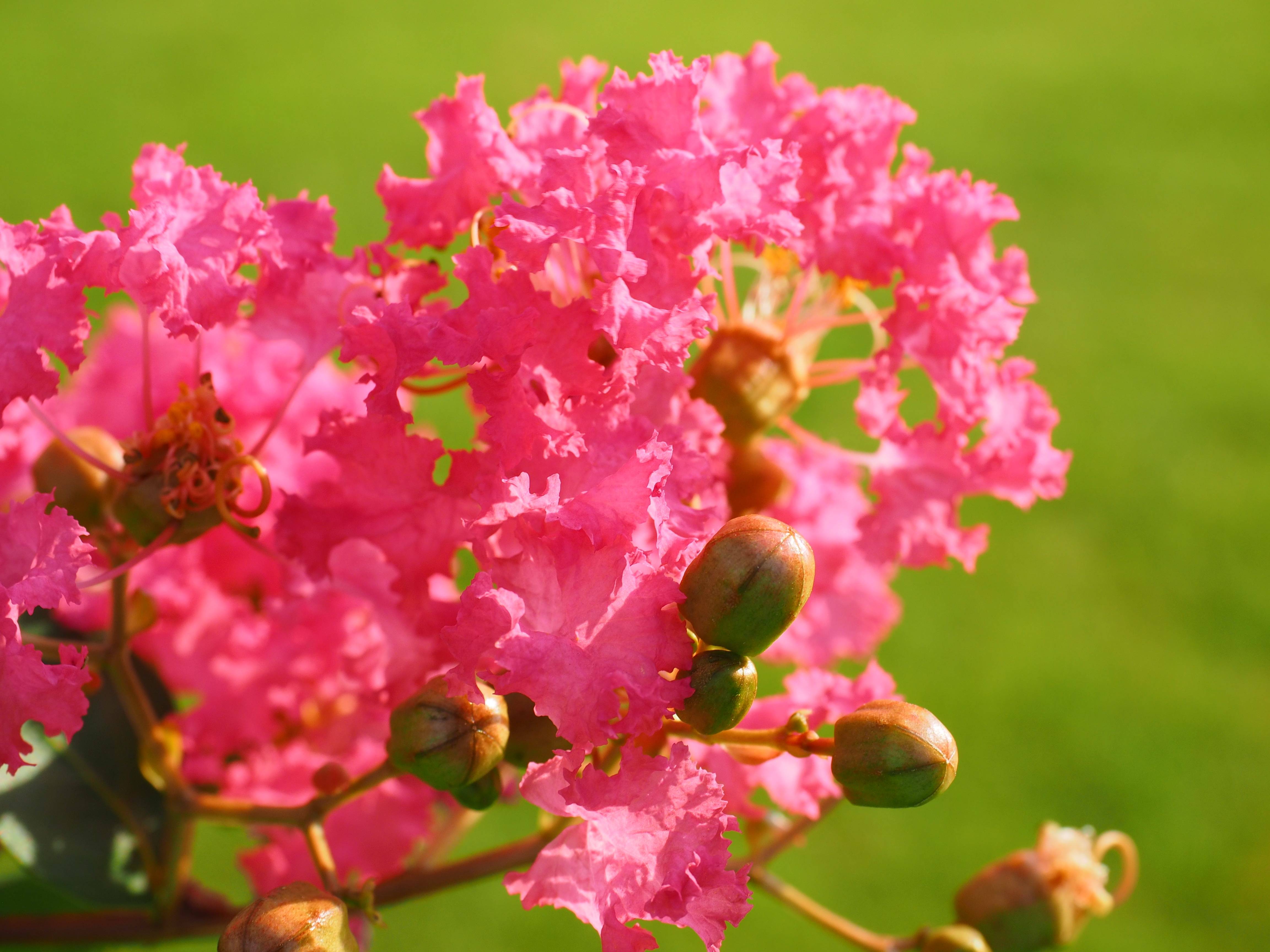 Lilas des Indes Margaux®