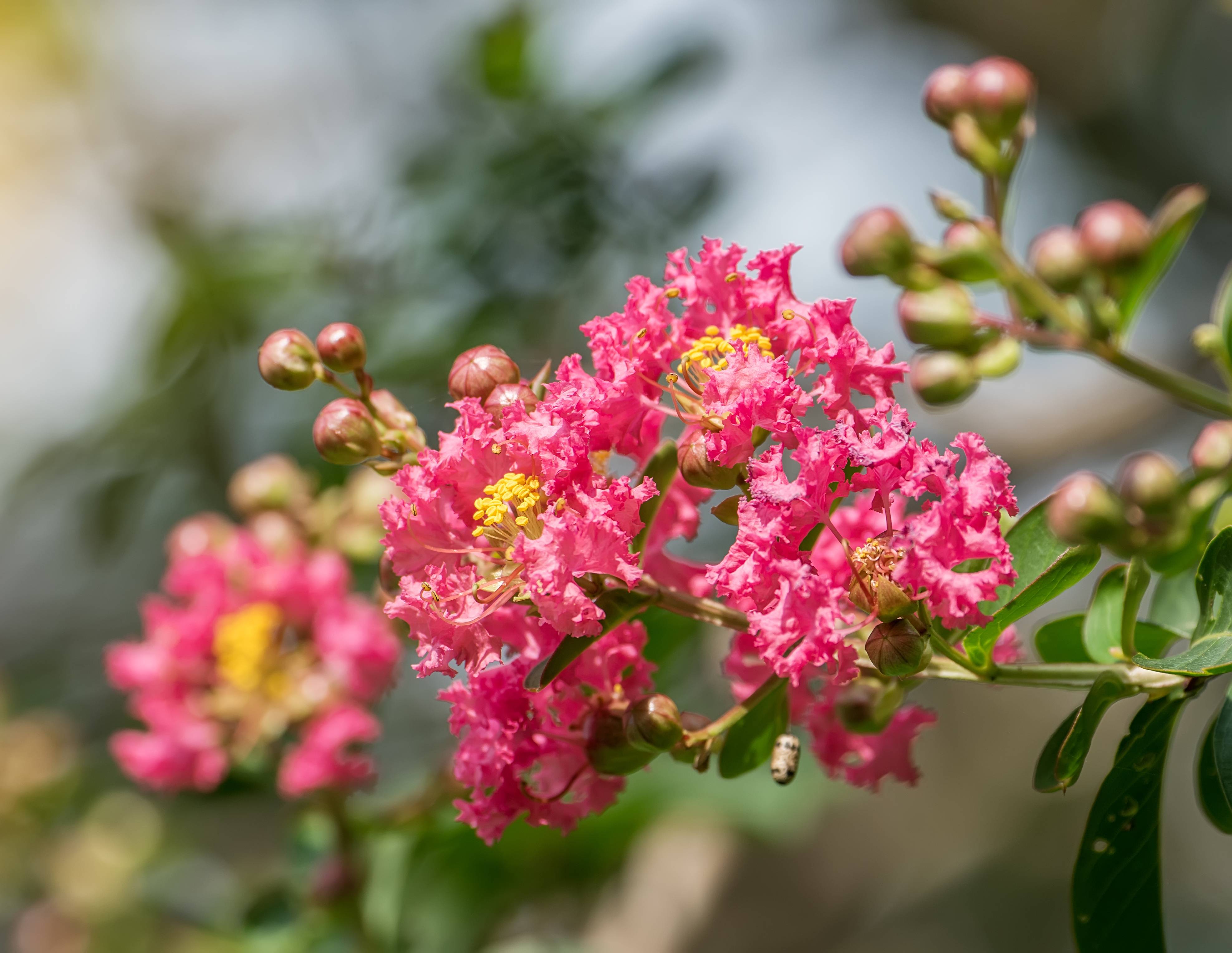 Lagerstroemia indica 'Souvenir d'Andre Desmartis'