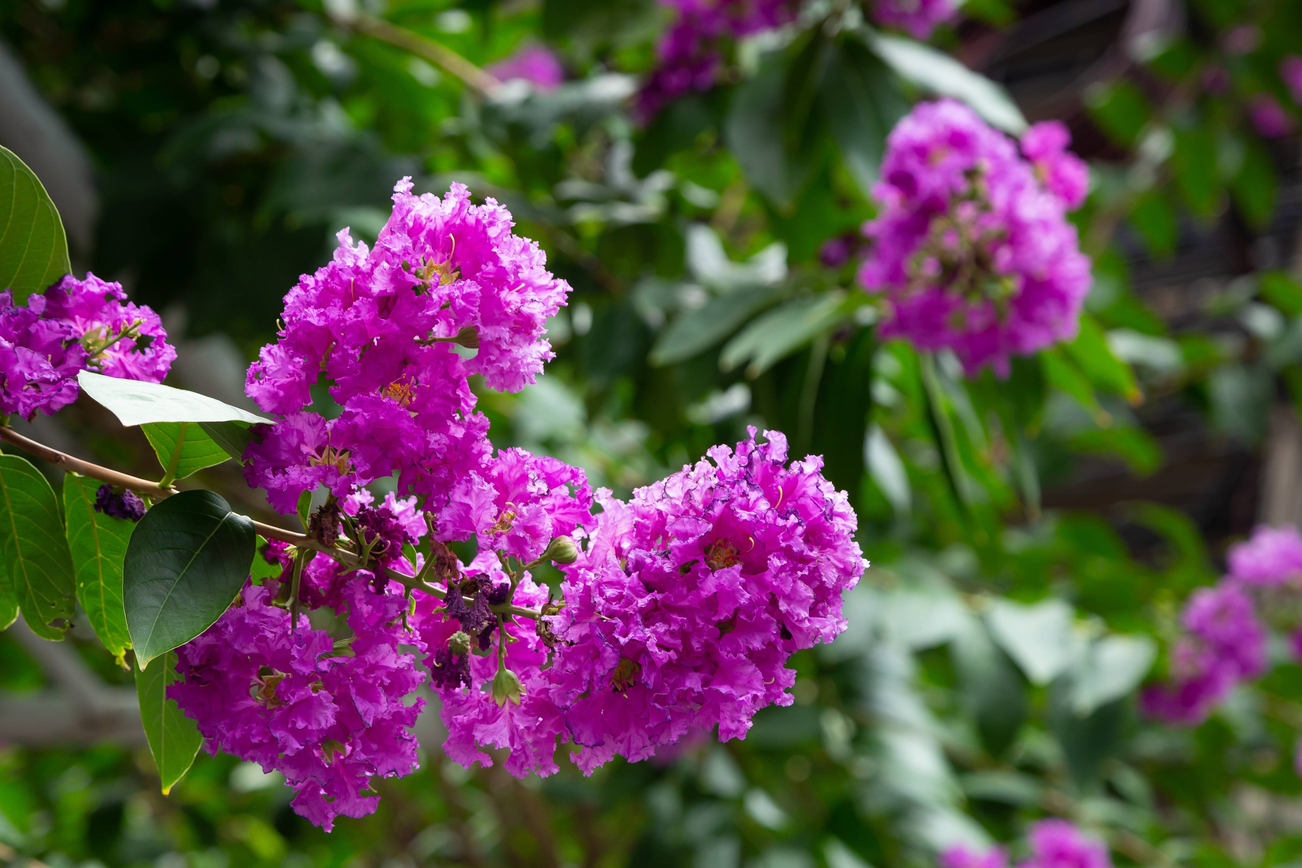 Lilas des Indes Violet d'été