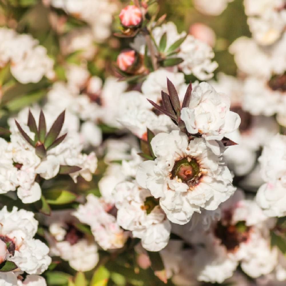 Leptospermum scoparium 'Snow Flurry' - Arbre à thé - Image 2