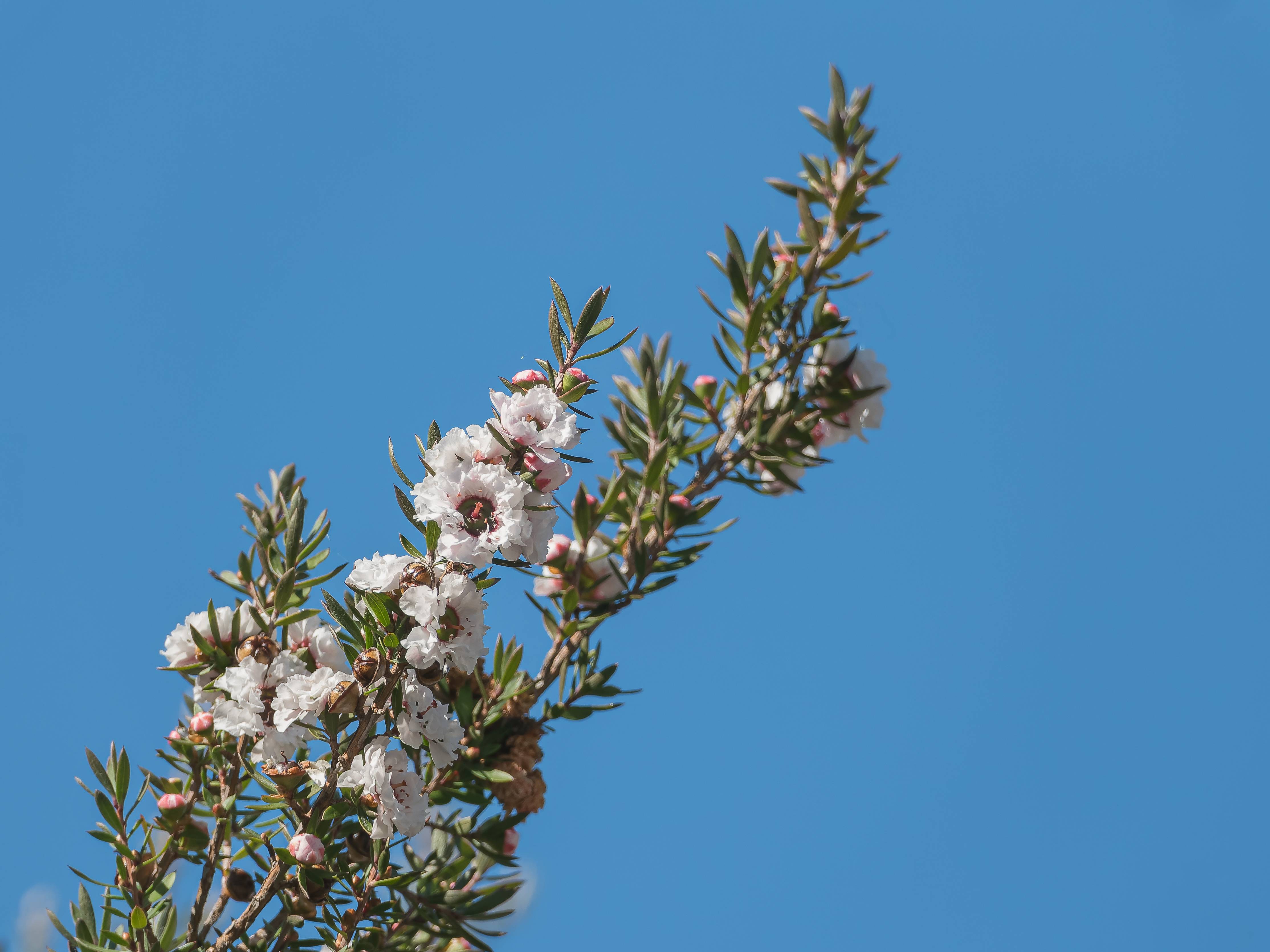 Leptospermum scoparium 'Snow Flurry' - Arbre à thé - Image 1