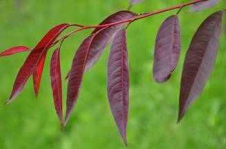 Pêcher nain 'Crimson'®