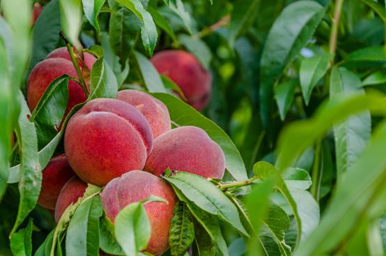 Pêcher 'Peach Me Red'