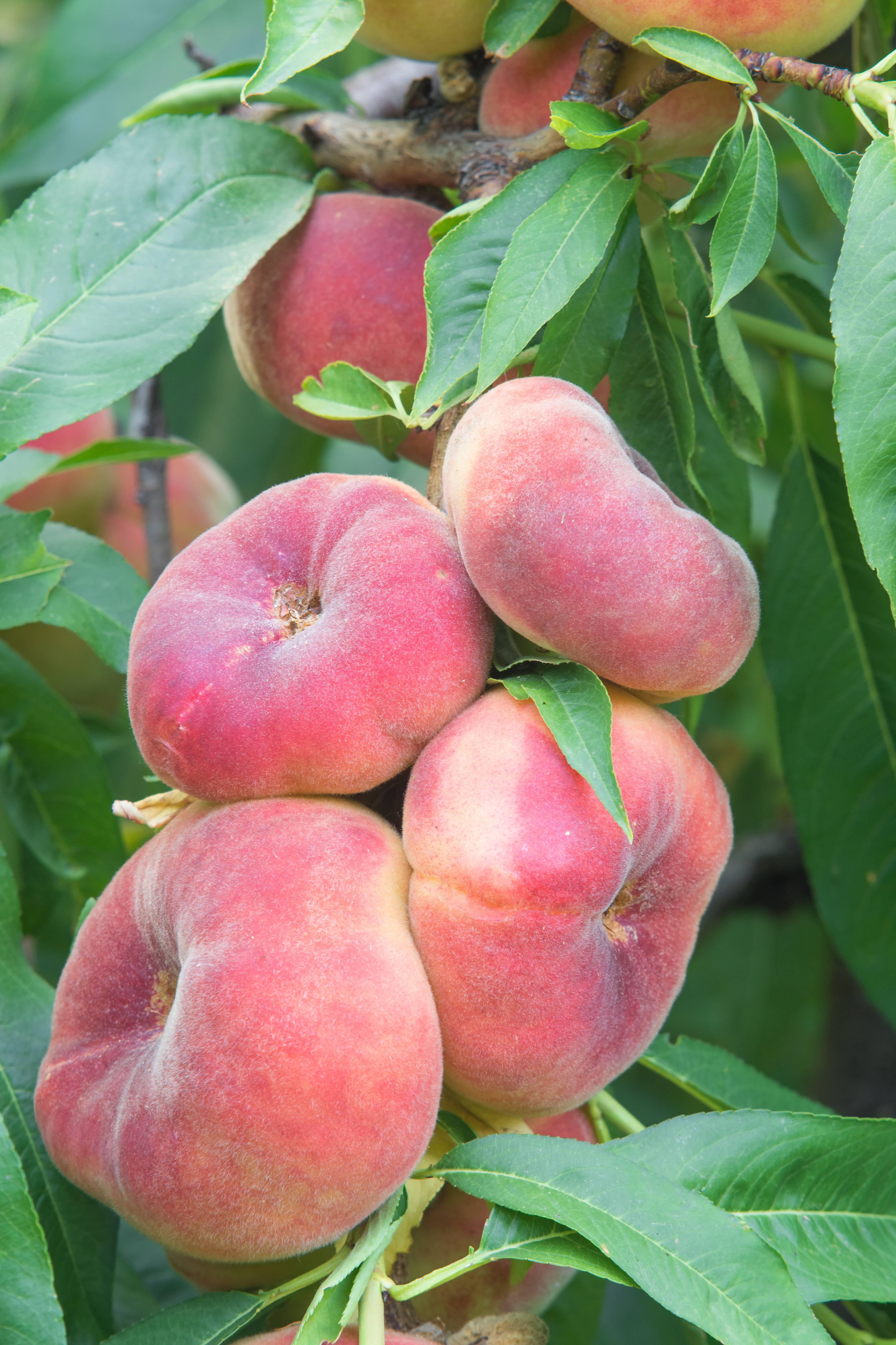 Pêcher Peach Me Donut®