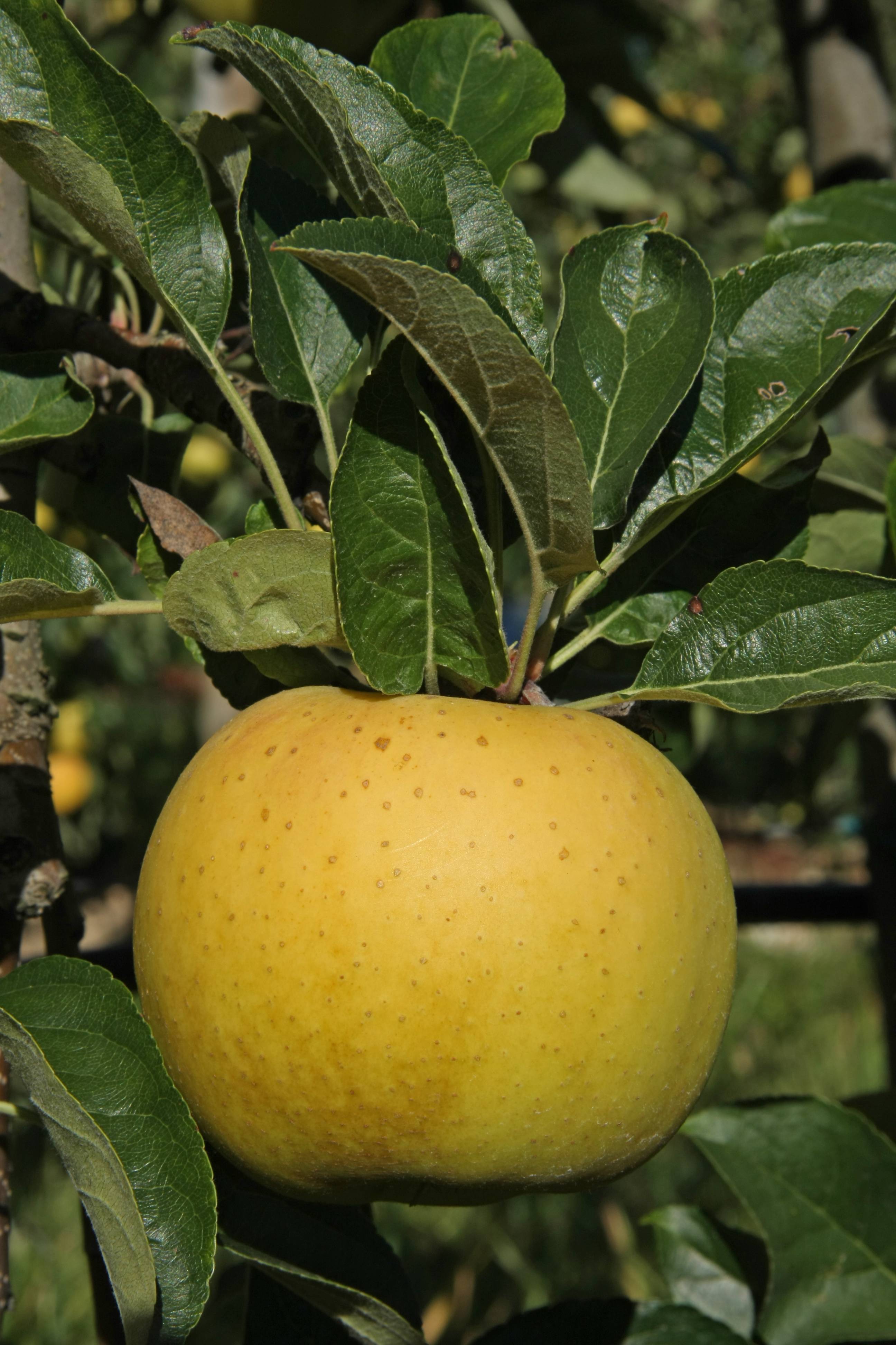 Pommier 'Belchard'