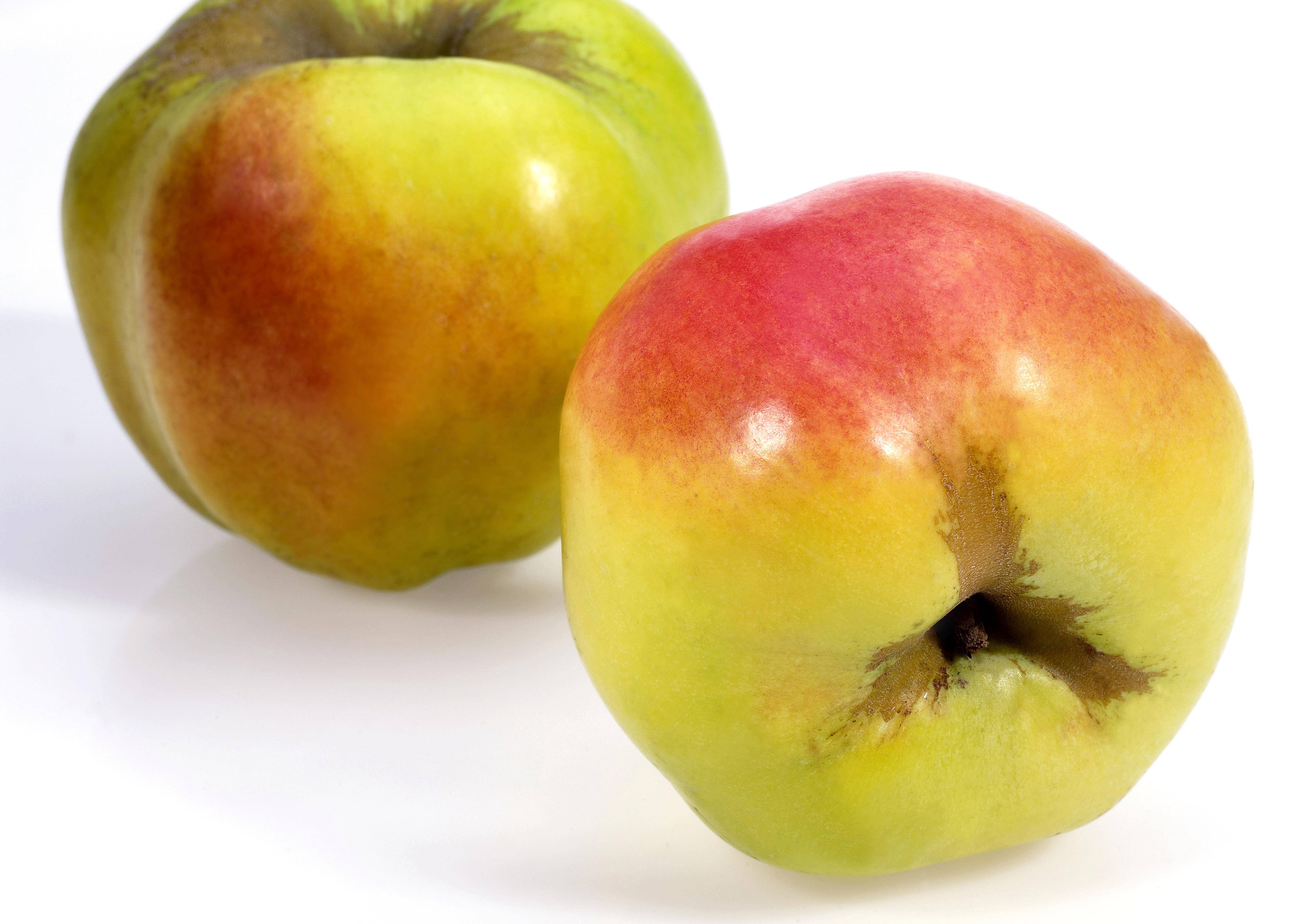 Pommier 'Calville Blanc'