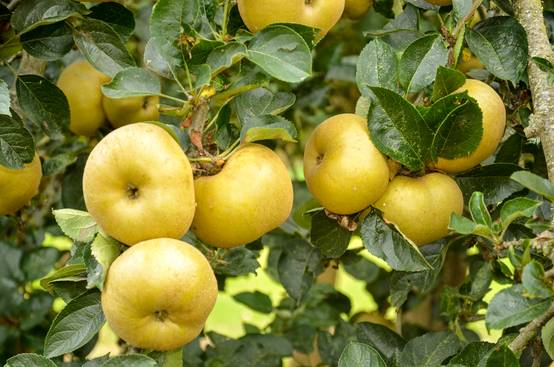 Pommier 'Reinette Blanche du Canada'