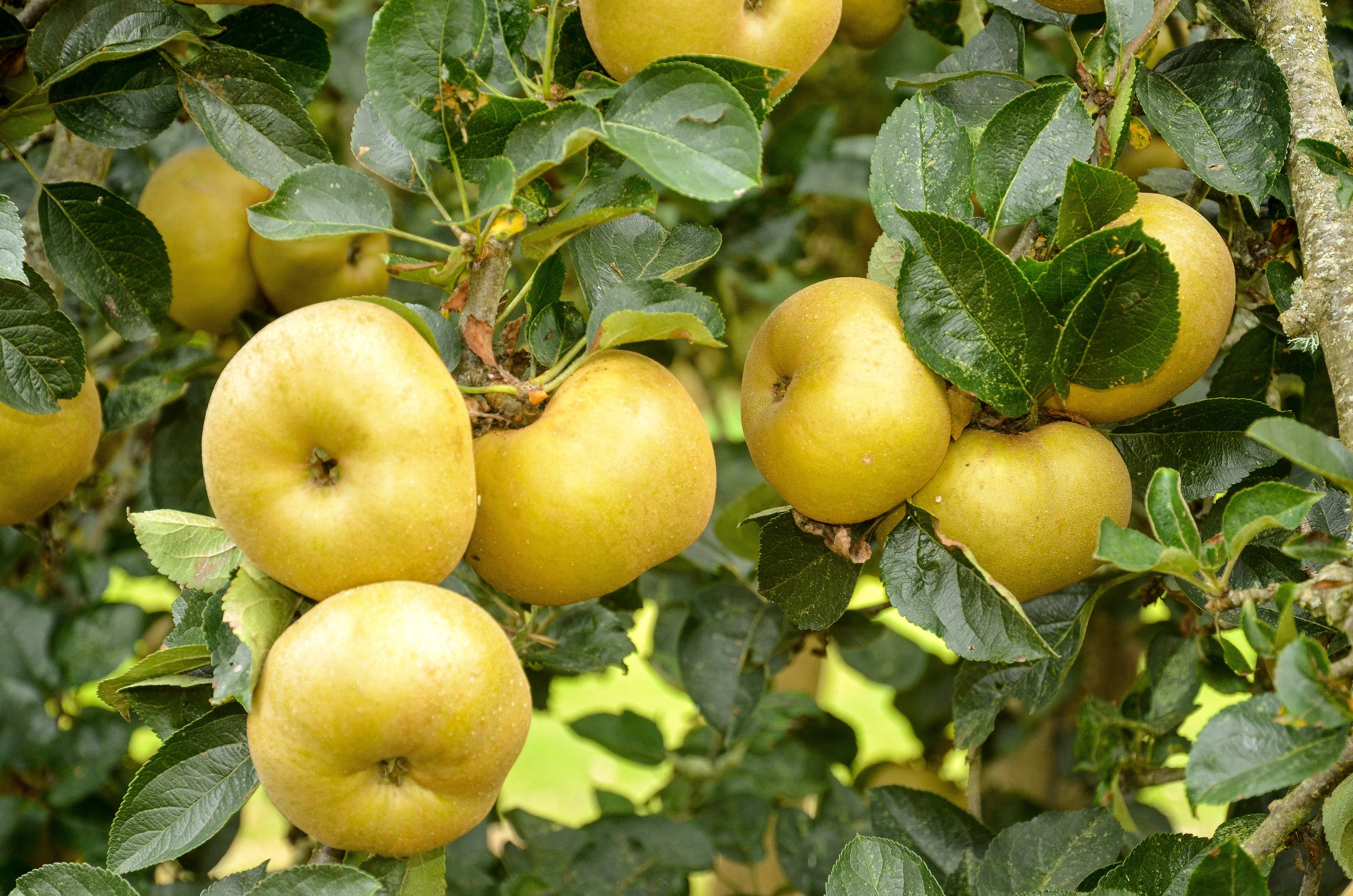 Pommier 'Reinette Blanche du Canada'