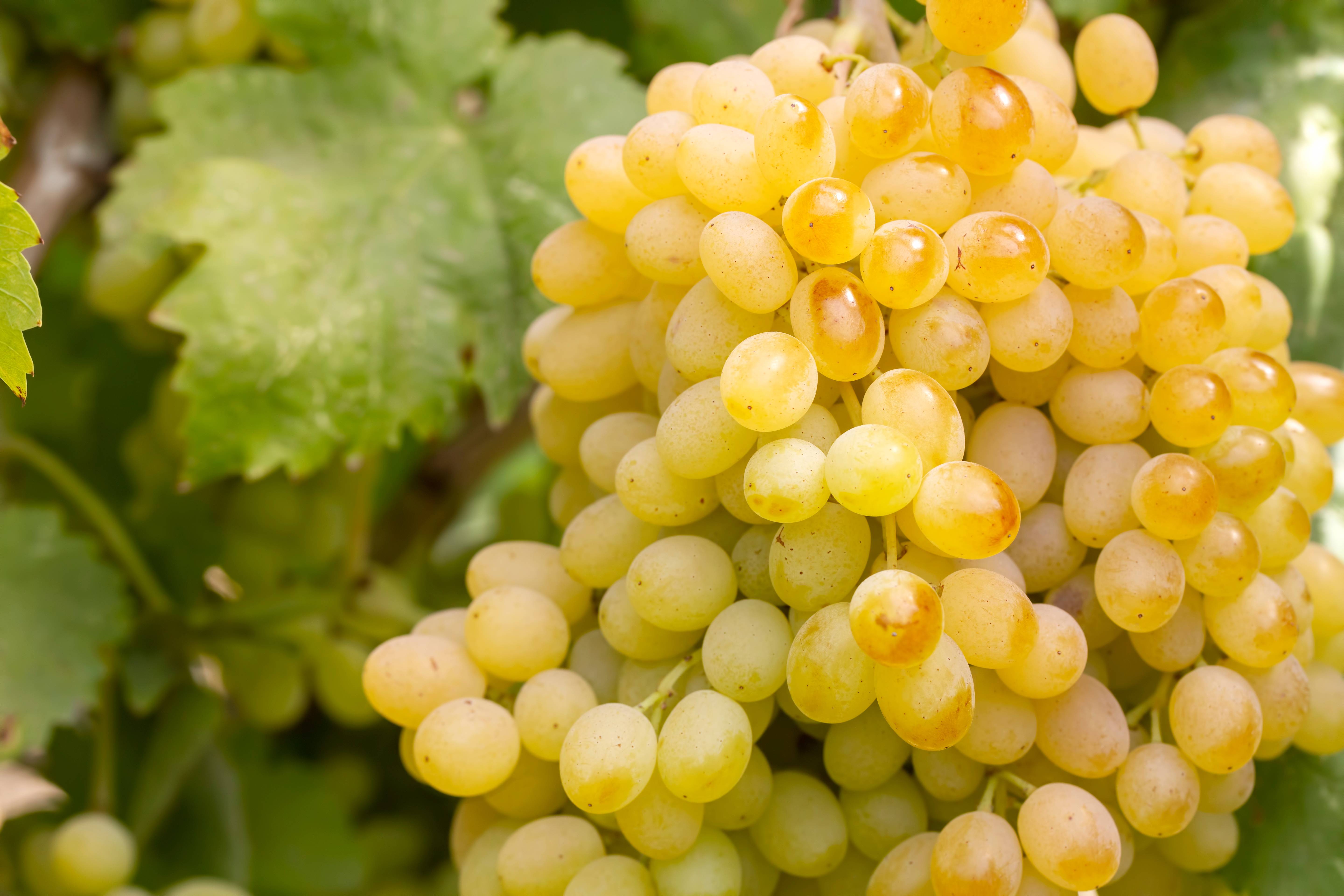 Vigne 'Dattier de Beyrouth'