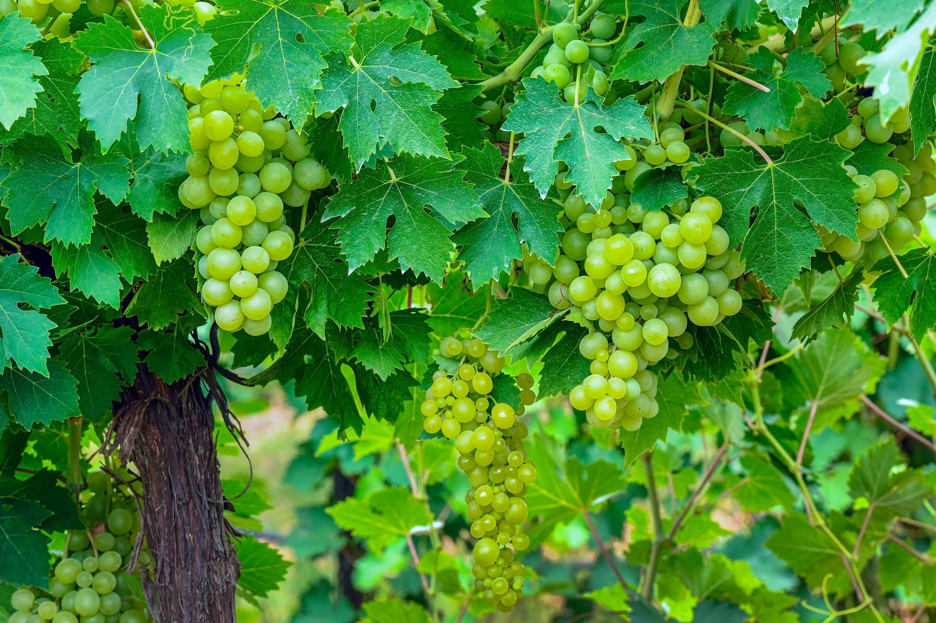 Vigne 'Perlette'