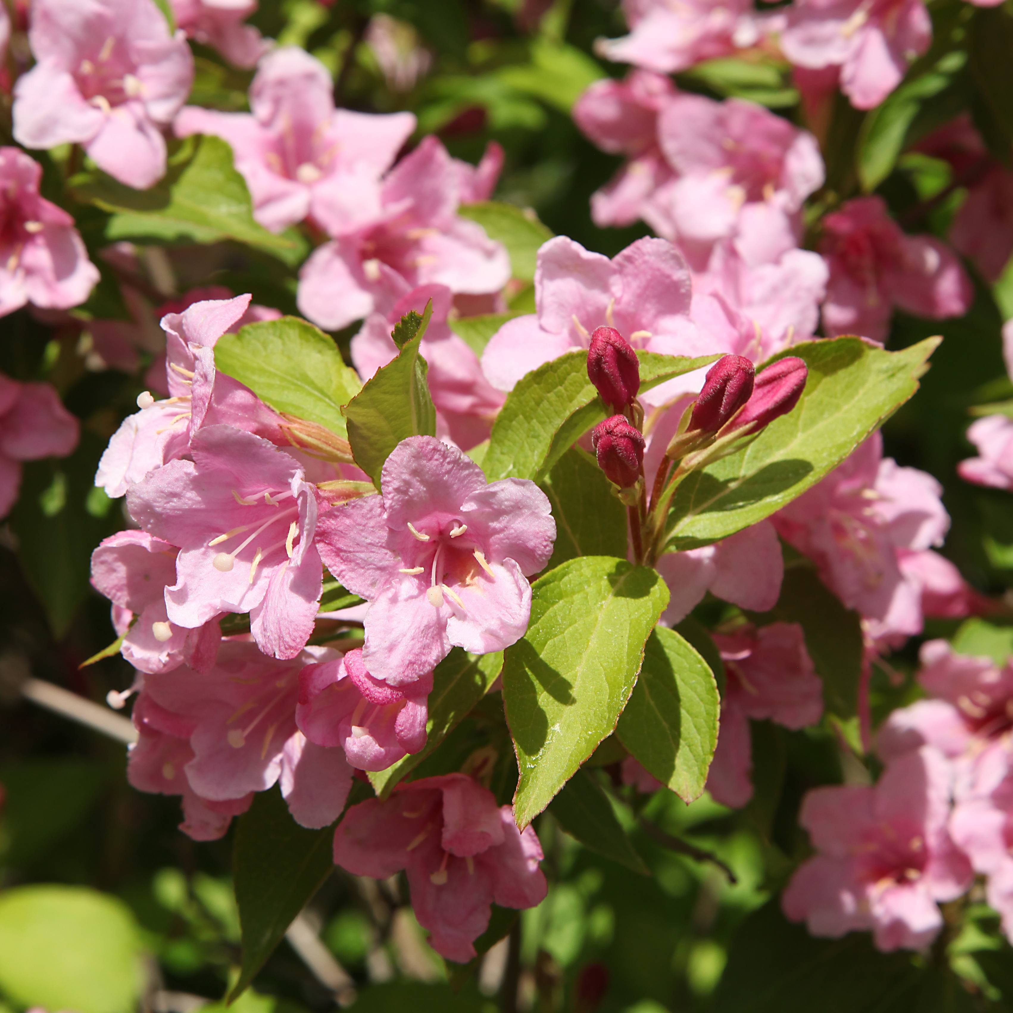 Weigelia 'Stelzneri'