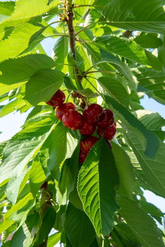 Cerisier Cherry Me�� 'Lapins'