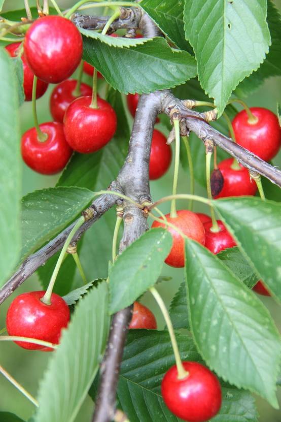 Cerisier 'Griotte de Montmorency'