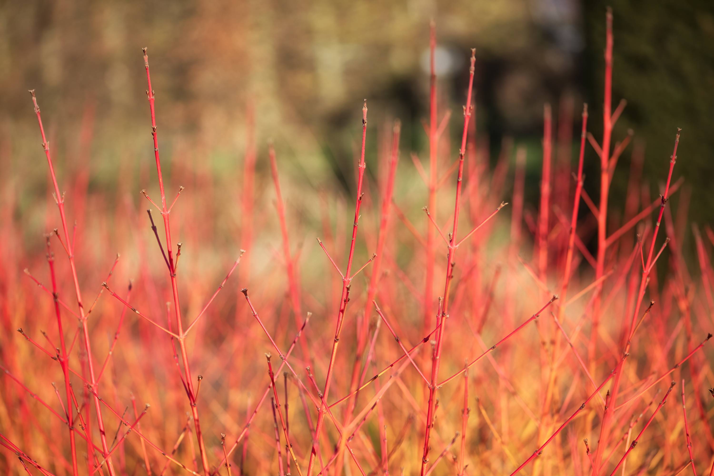 Cornus sanguinea 'Midwinter Fire' - Cornouiller sanguin