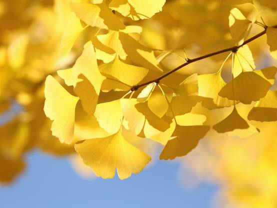Ginkgo biloba 'Fastigiata Gold Flame' - Arbre aux quarante écus