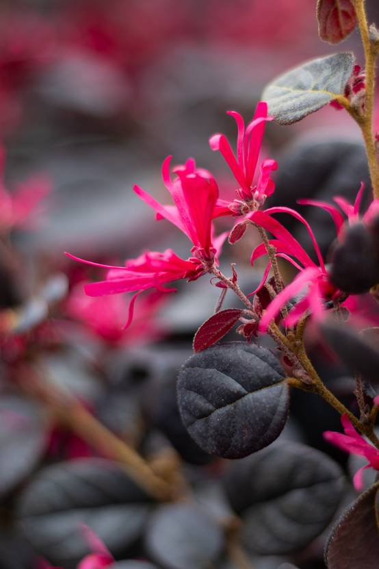 Loropetalum chinensis 'Black Pearl'