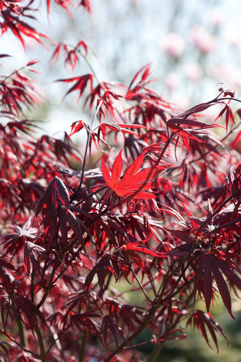 Ecloz - Acer palmatum 'Bloodgood' - ECLOZ - Érable du Japon
