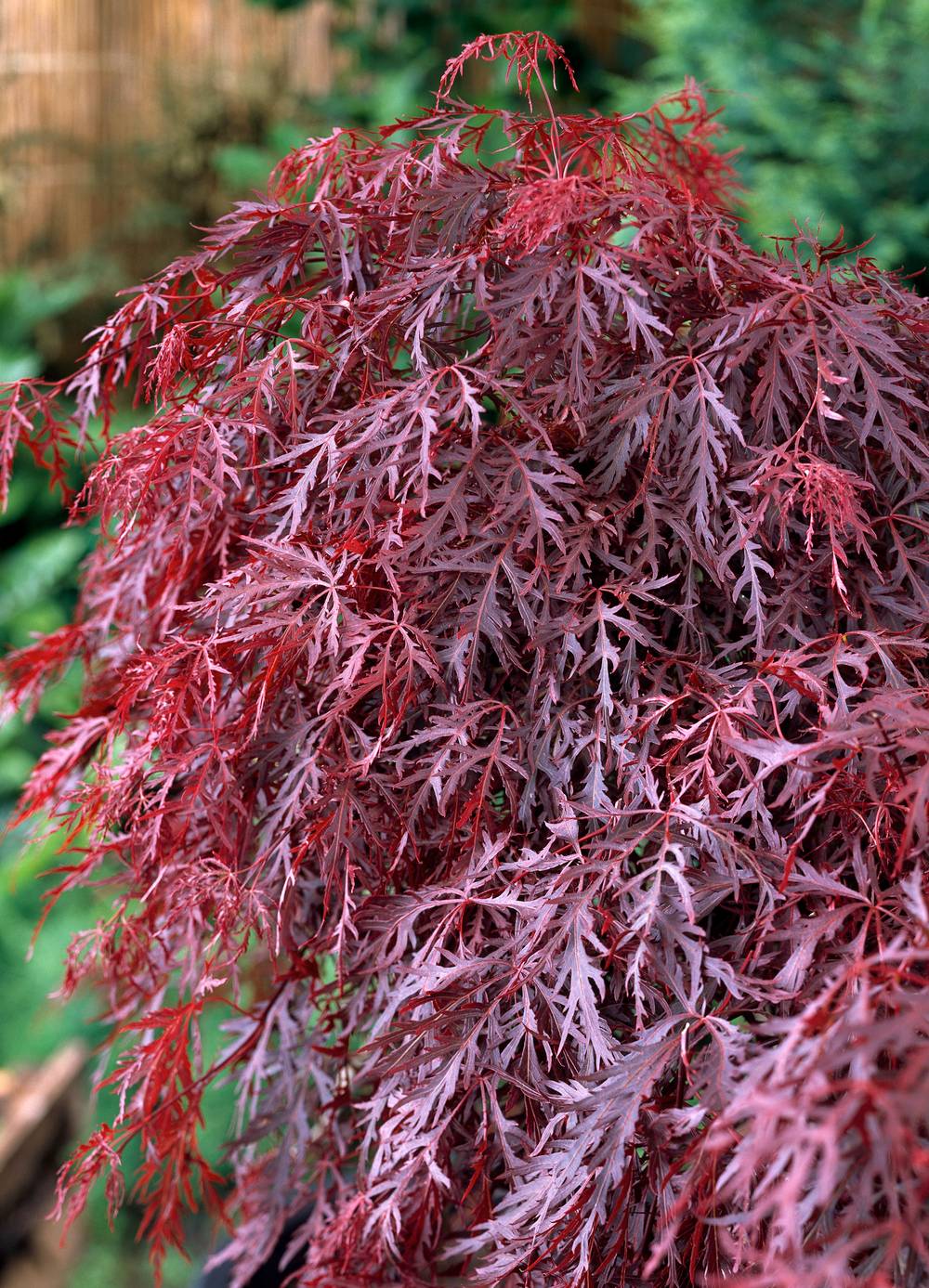 Acer palmatum dissectum 'Crimson Queen' - ECLOZ - Érable du Japon