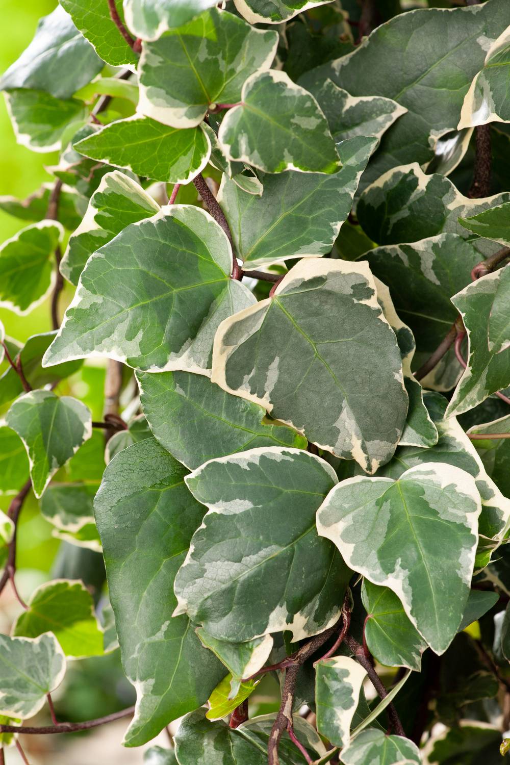 Hedera algeriensis 'Gloire De Marengo' - Lierre panaché