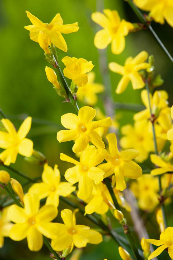 Jasminum nudiflorum - Jasmin d'hiver