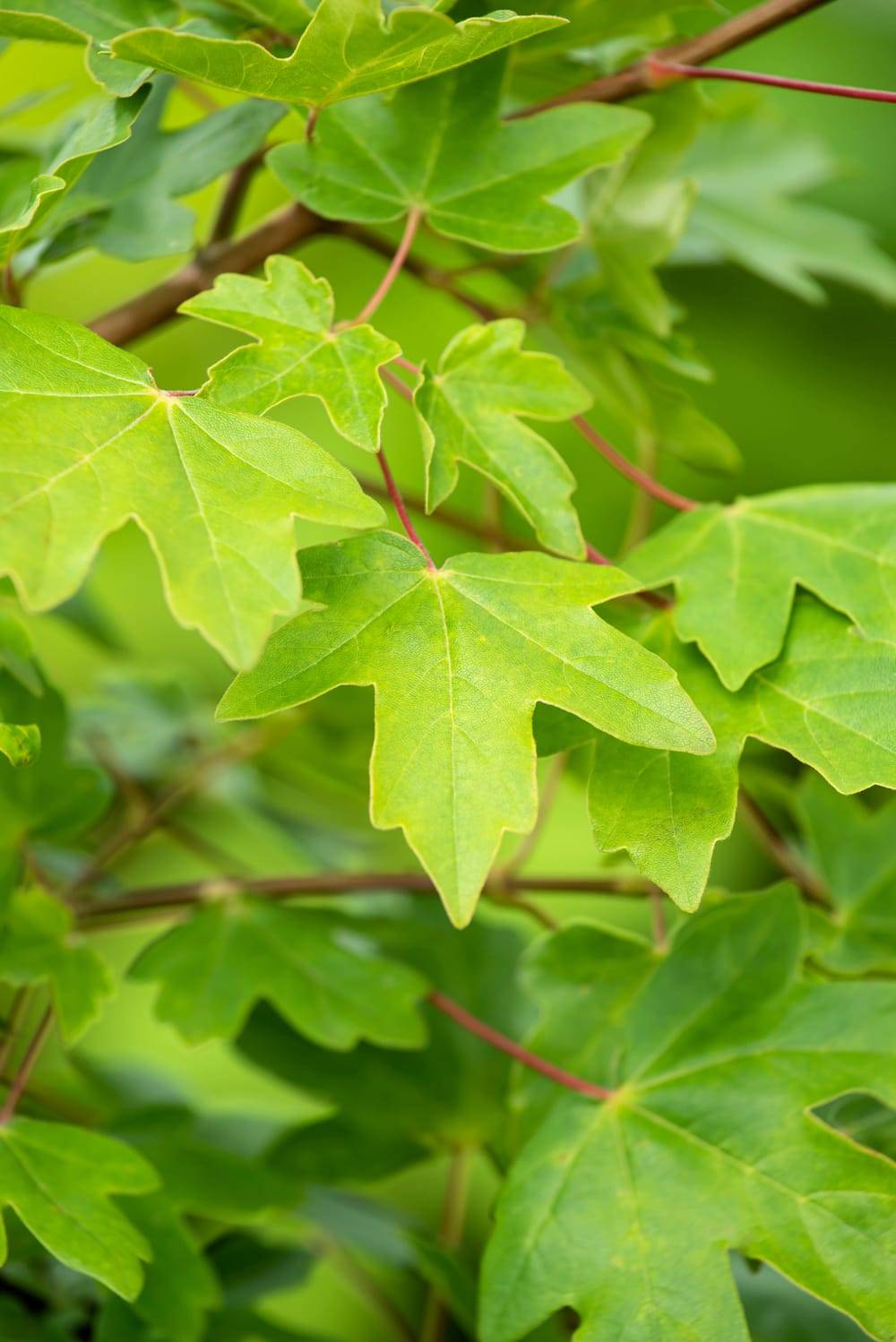 Acer campestre - Érable champêtre