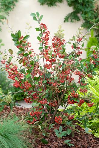 Cotoneaster lacteus