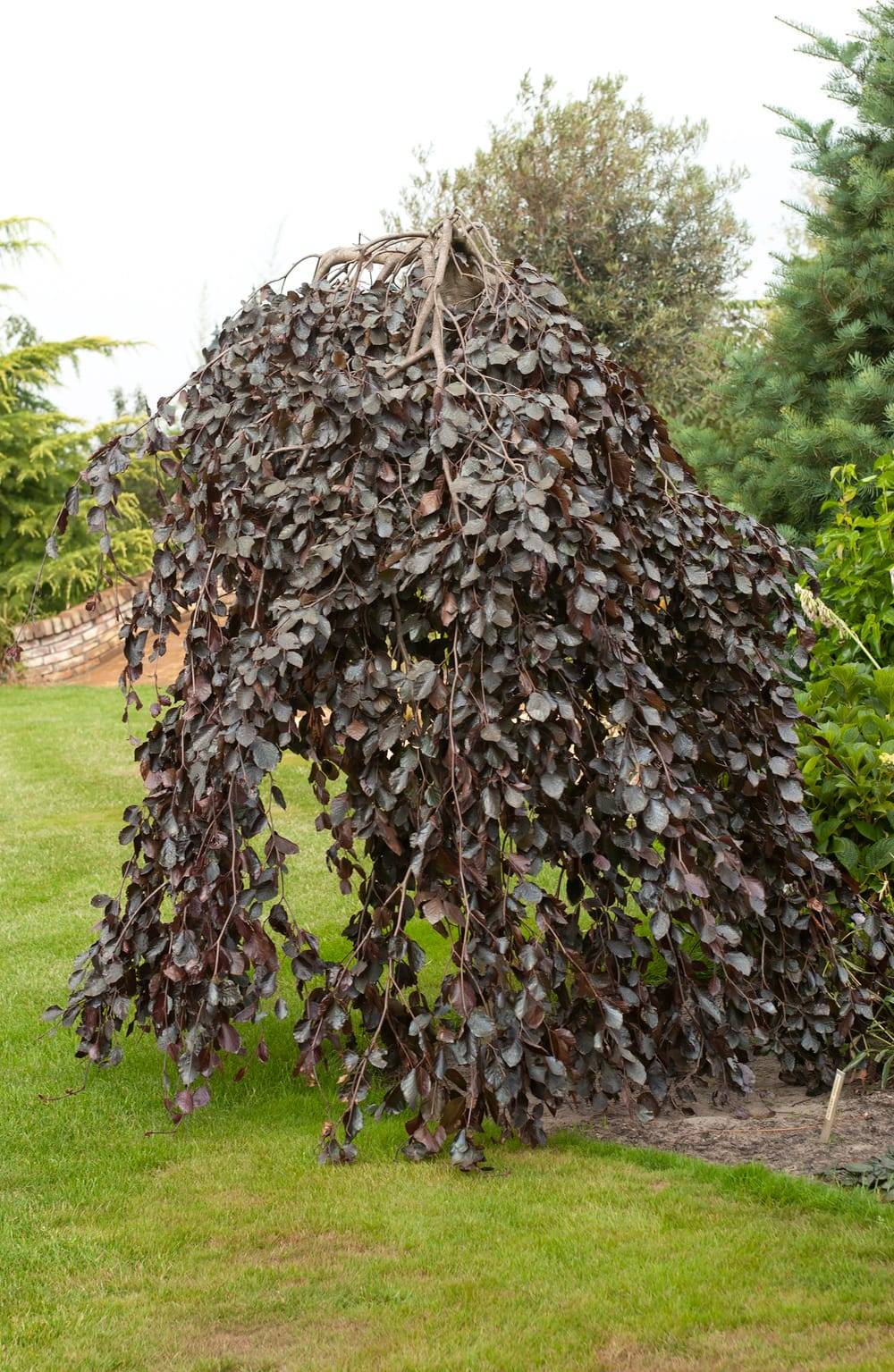 FAGUS sylvatica 'Purpurea Pendula' - Hêtre pourpre pleureur