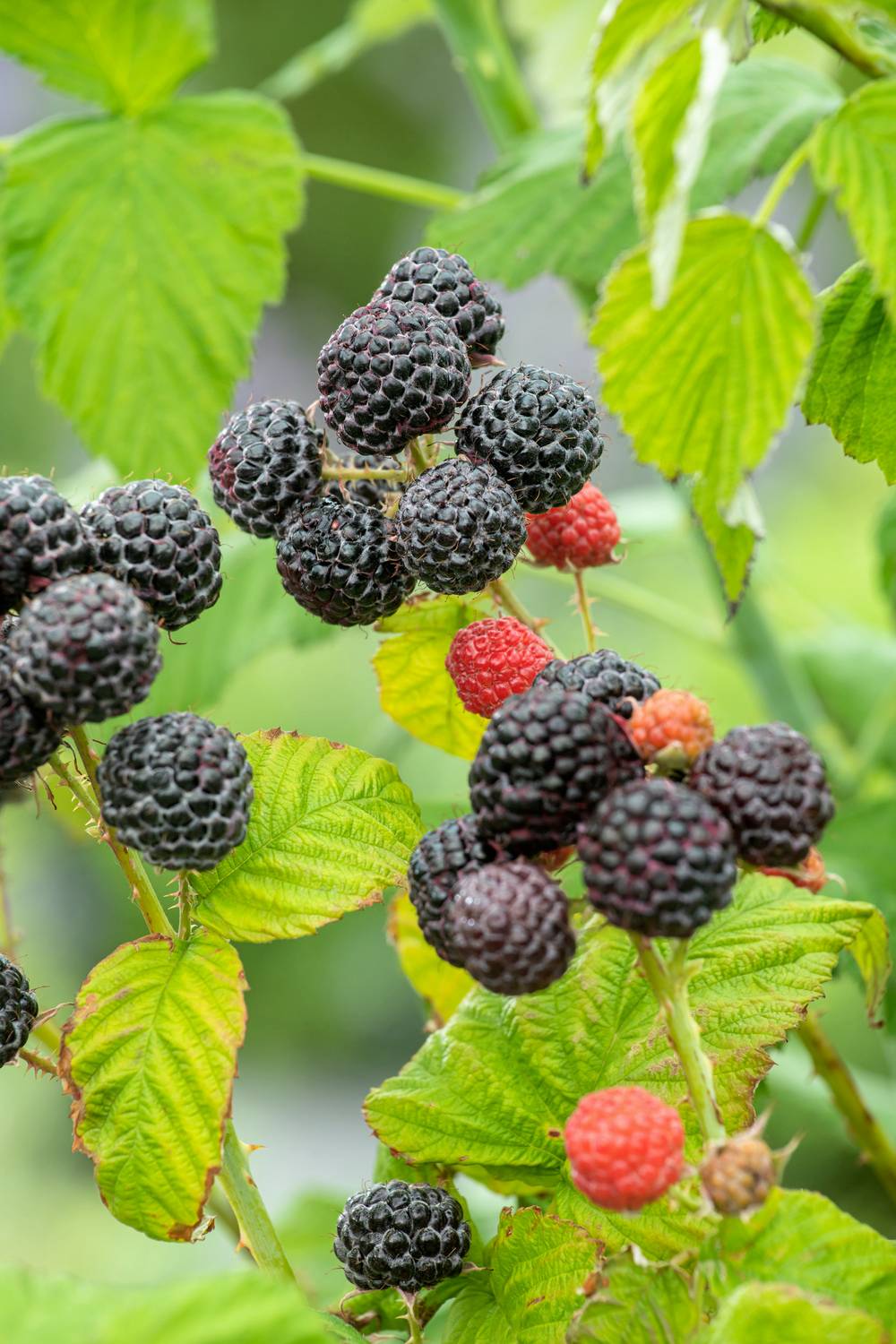 FRAMBOISIER 'Black Jewel'