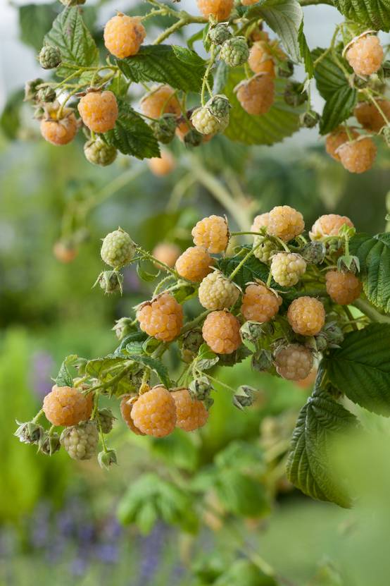 Framboisier 'Golden Everest'