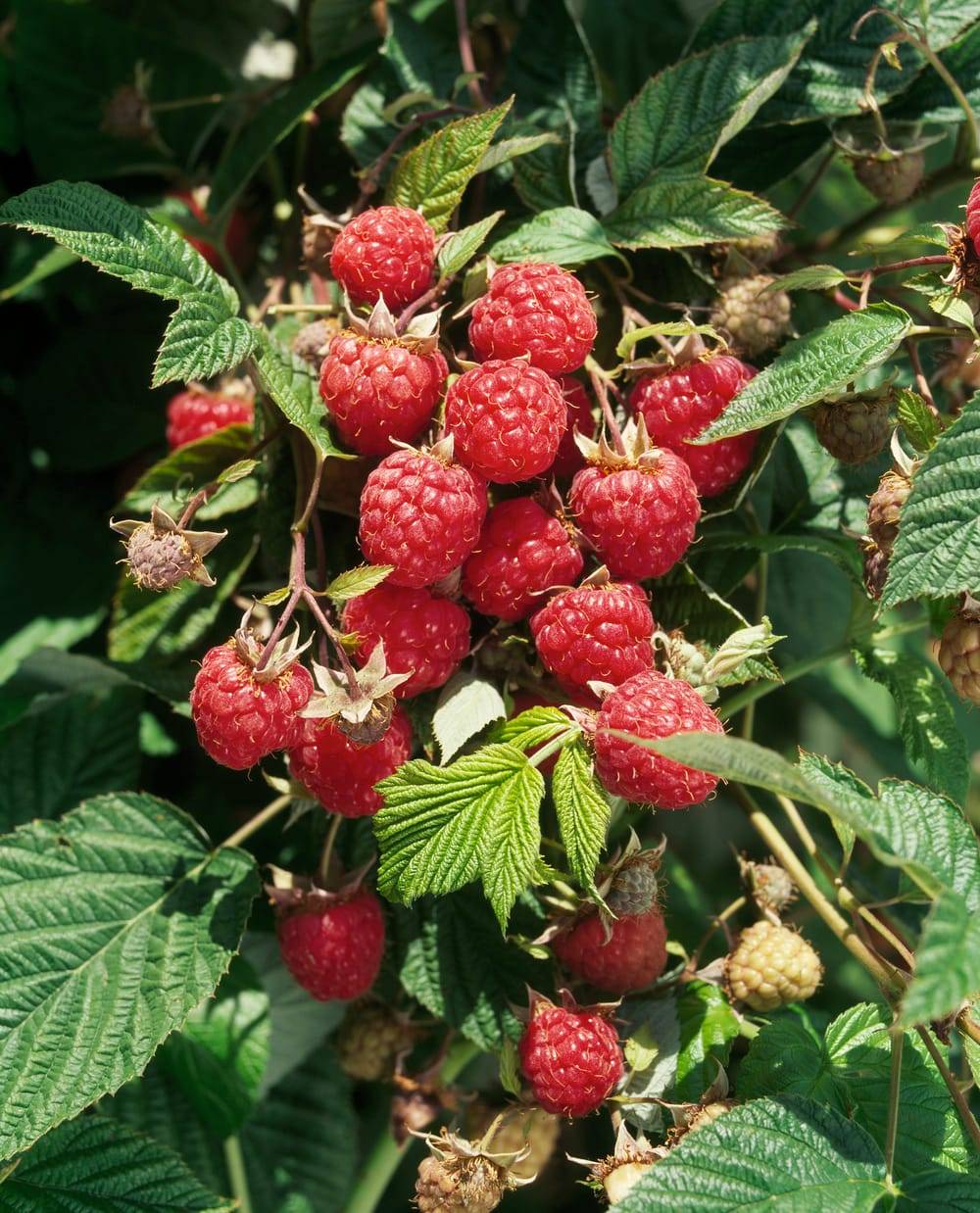 Framboisier 'Willamette'