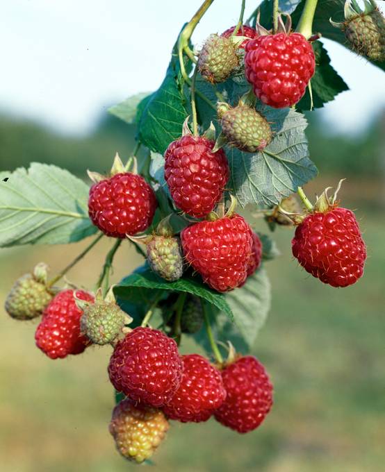 Framboisier 'Zeva'
