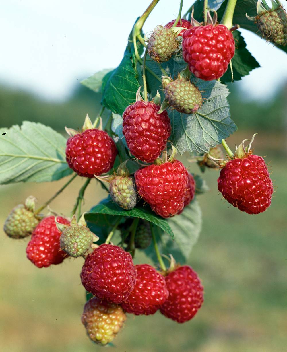 Framboisier 'Zeva'